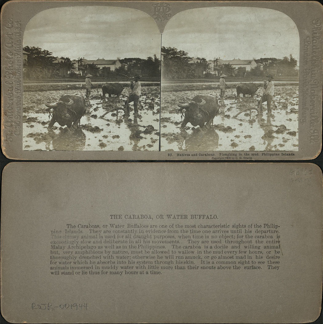 Natives and Caraboas [Carabaos]. Ploughing in the mud. Philippine Islands.